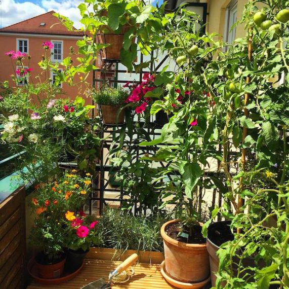 inspiration nature flowers balconies france spain germany mexico dr martha castro tijuana