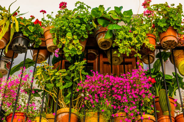 inspiration nature flowers balconies france spain germany mexico dr martha castro tijuana