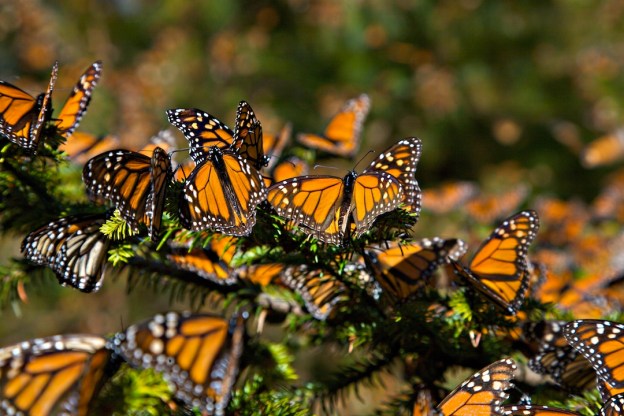 mother earth global climate dr martha castro mexico