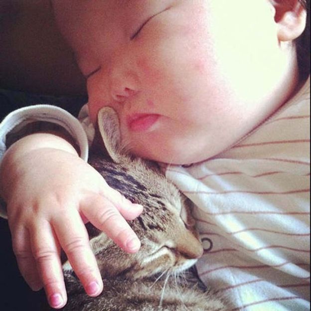 cats kitties sweet dr martha castro noriega mexico tijuana