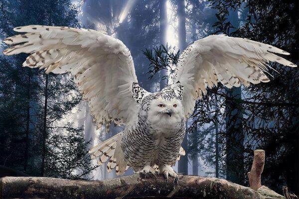 soul of earth mother nature motivation dr martha castro noriega mexico