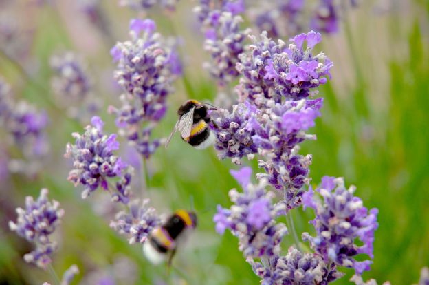 bees-dr-martha-castro-mexico