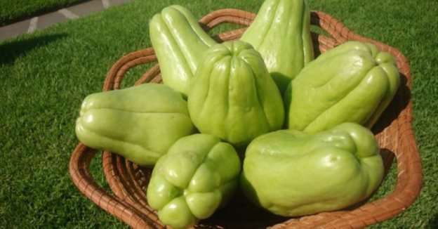 chayote vegetables fruit food cooking dr martha castro noriega mexico