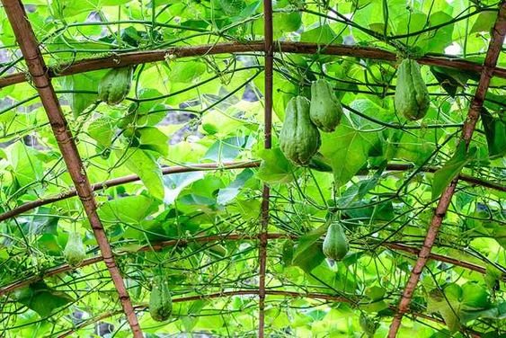 chayote vegetables fruit food cooking dr martha castro noriega mexico