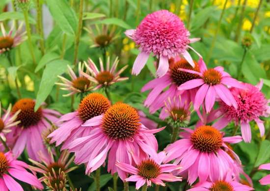 bees-dr-martha-castro-mexico