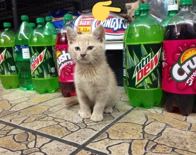 cats are lovable dr martha castro tijuana mexico