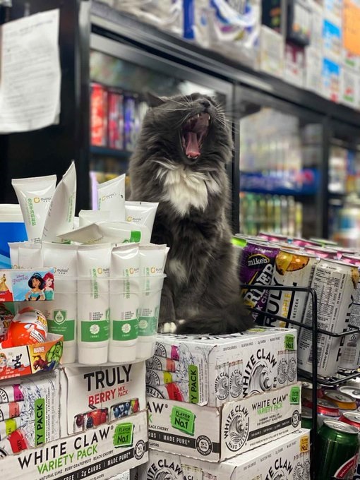 cats are lovable dr martha castro tijuana mexico