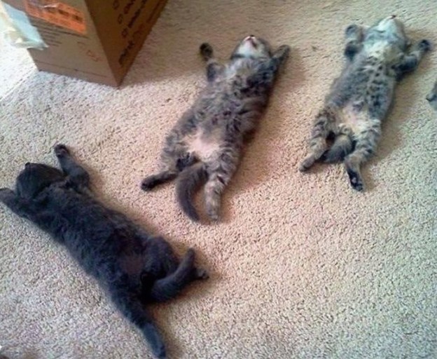 love cats kitties animals pets dr martha castro noriega mexico