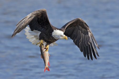 bald eagle fish fishing nature inspiration dr martha castro noriega mexico california america