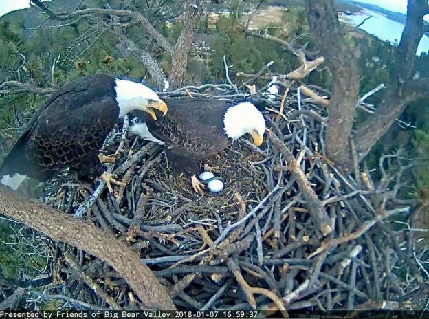 bald eagle birds big bear california dr martha castro noriega mexico tijuana america