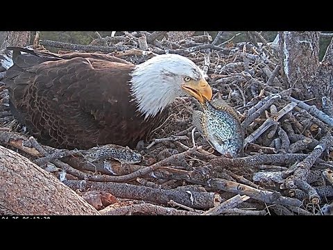 bald eagle birds big bear california dr martha castro noriega mexico tijuana america