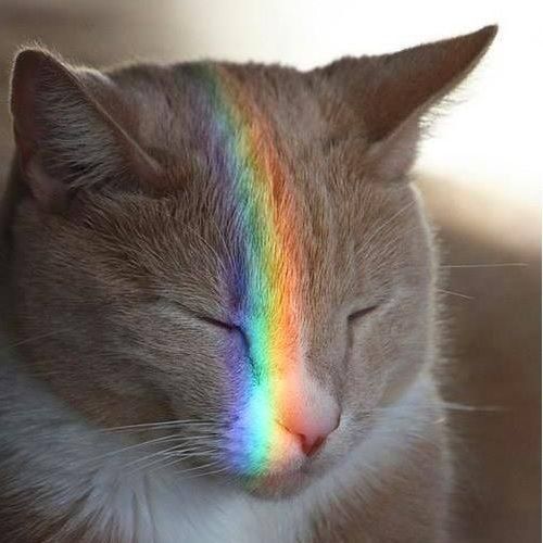 cats pets animals sweet dr martha castro noriega mexico california los angeles america