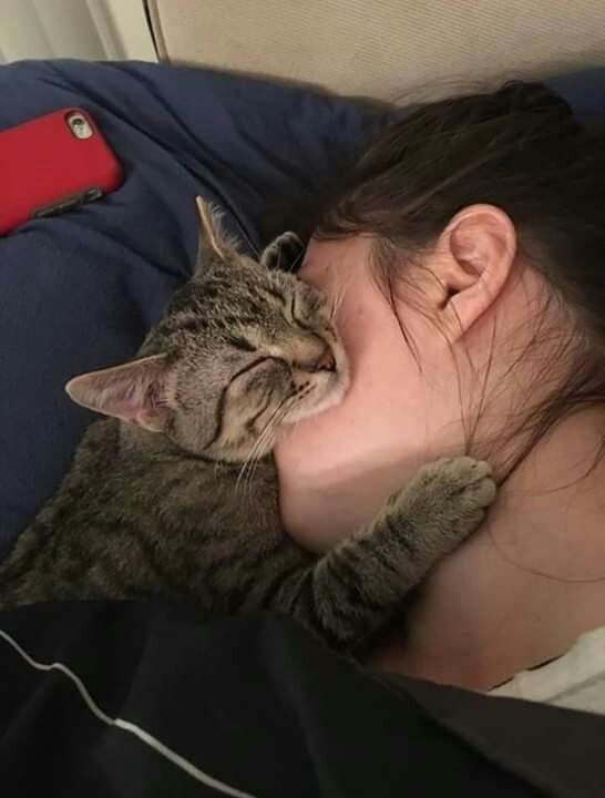 cats kitties loving selfies dr martha castro noriega mexico tijuana california america europe