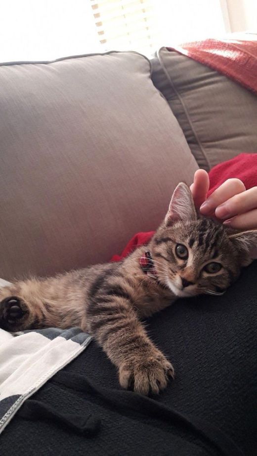 cats kitties loving selfies dr martha castro noriega mexico tijuana california america europe