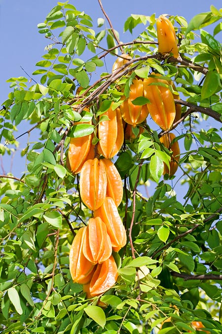 starfruit carambola food cooking eating dr martha castro noriega mexico california los angeles