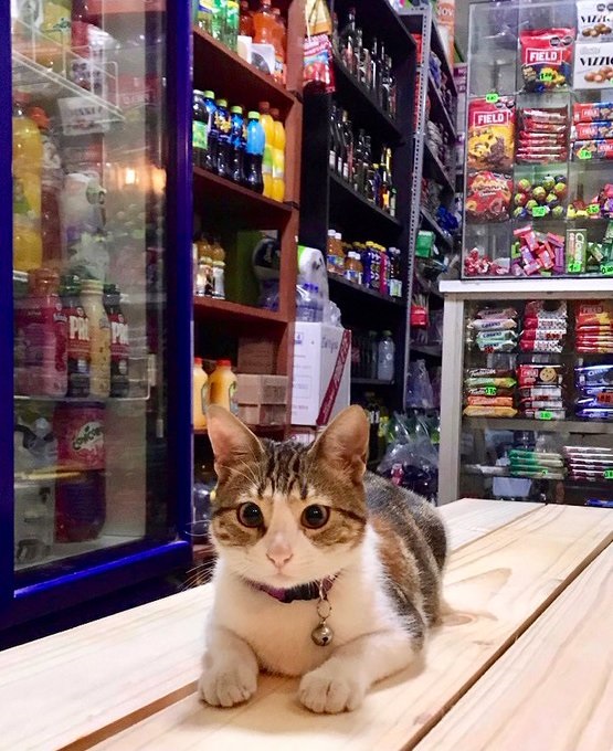 cat cute pets kitty dr martha castro noriega mexico california america los angeles