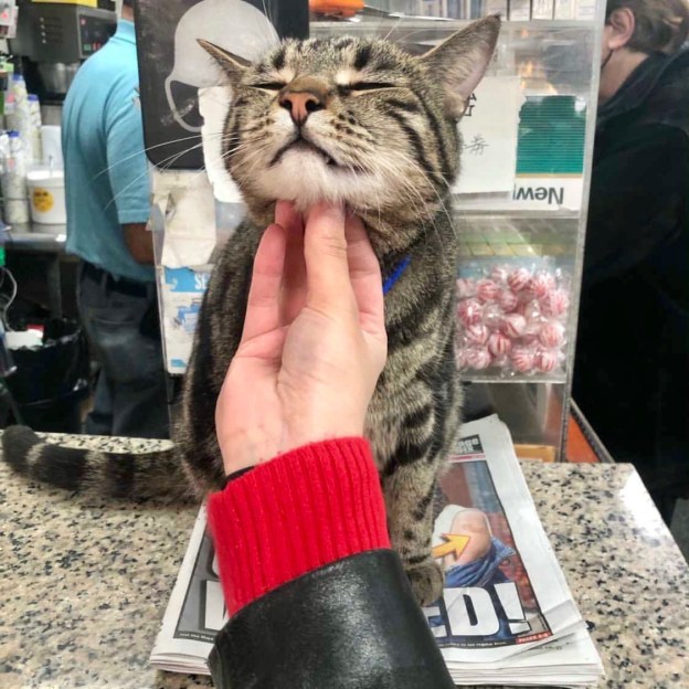 cat cute pets kitty dr martha castro noriega mexico california america los angeles