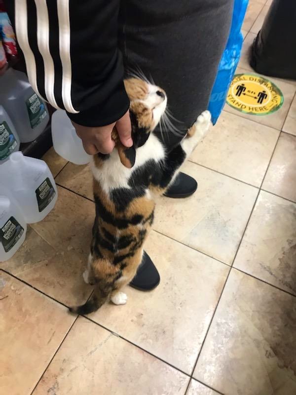 cats pets animals dr martha castro noriega mexico california los angeles america