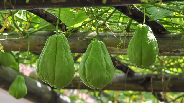 exotic tropical fruit chayote dra martha castro noriega tijuana mexico california america world