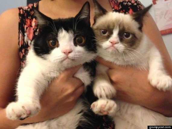 i love cats animals pets dr martha castro noriega mexico tijuana