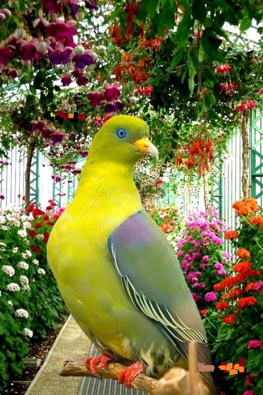 birds nature dra martha castro noriega mexico