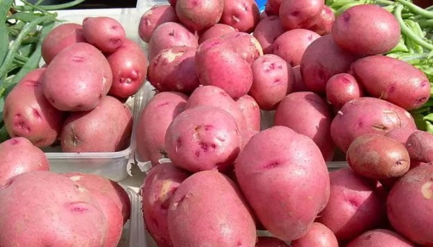 gardening potatoes food dra martha castro noriega mexico