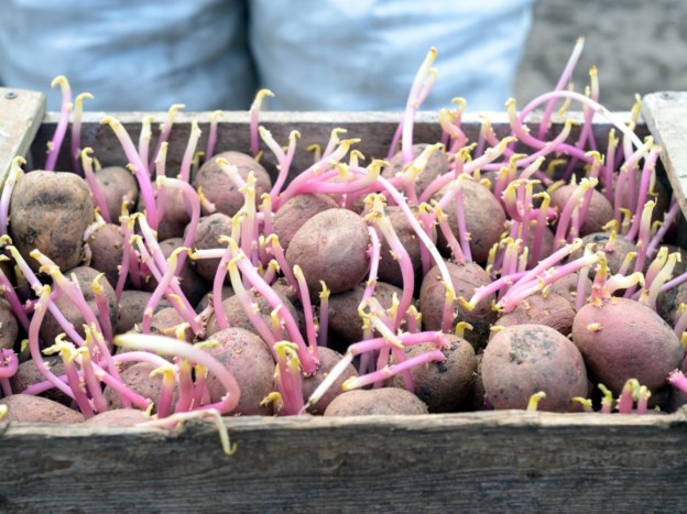 gardening potatoes food dra martha castro noriega mexico