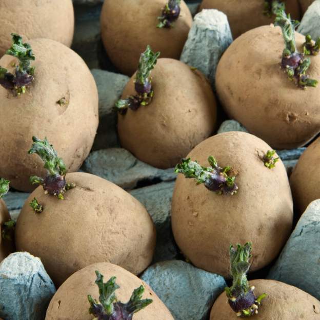 gardening potatoes food dra martha castro noriega mexico