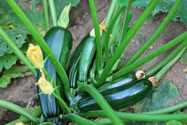 gardening zuccchini squash dra martha castro noriega mexico