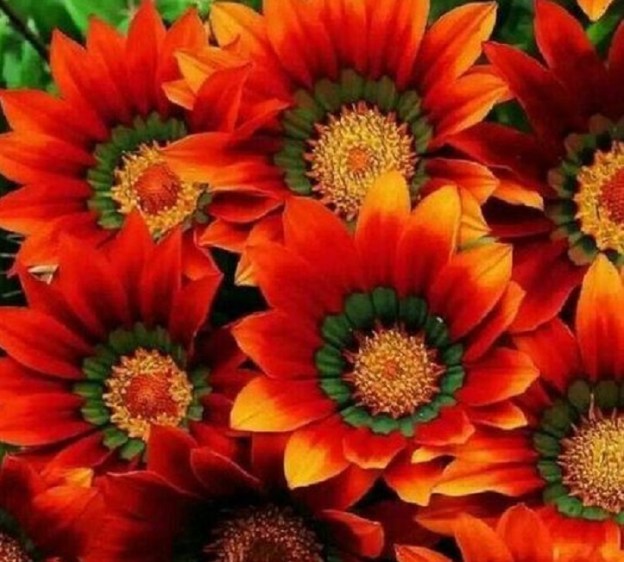 flowers nature dra martha castro noriega mexico