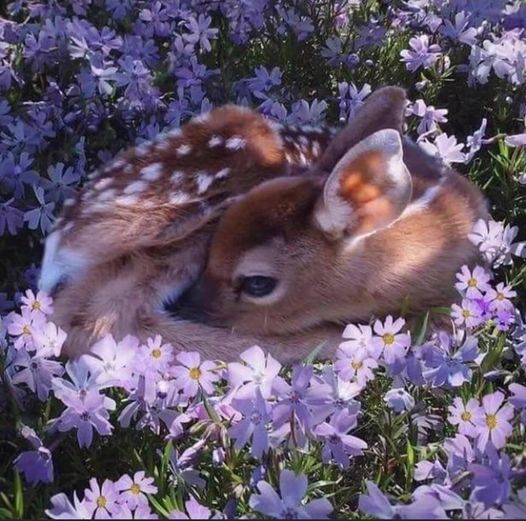 nature inspiration animales mother nature soul dra martha castro noriega mexico 