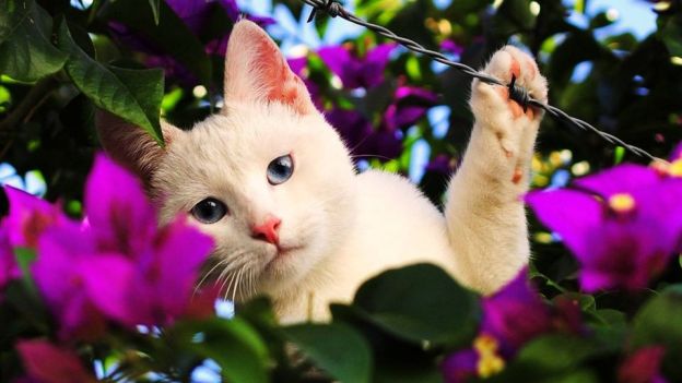 cats love pets sweet dra martha castro noriega tijuana mexico