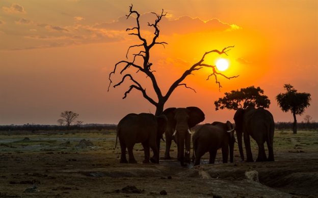 Africa wildlife life elephants travel dra martha castro noirega mexico