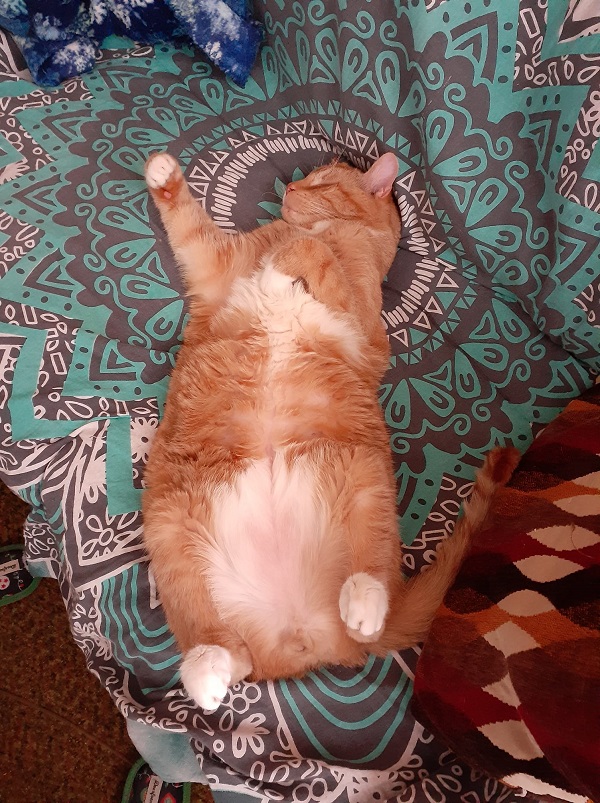 cats pets animals kitties dra martha castro noriega mexico california united states