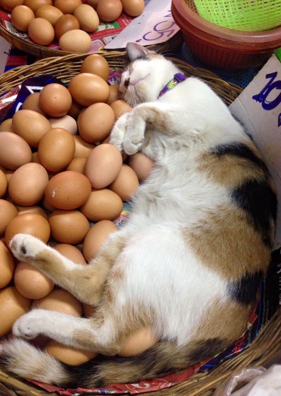 cats pets animals kitties dra martha castro noriega mexico california united states