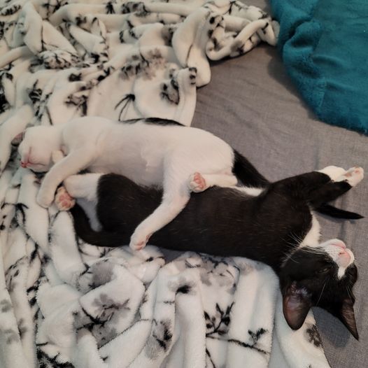 cats pets animals kitties dra martha castro noriega mexico california united states