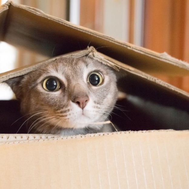 cats pets animals kitties dra martha castro noriega mexico california united states