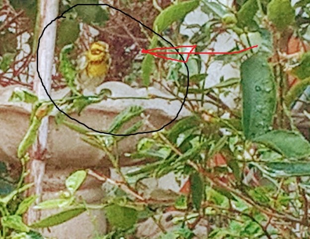 bird watching nature dra martha castro noriega tijuana mexico california usa