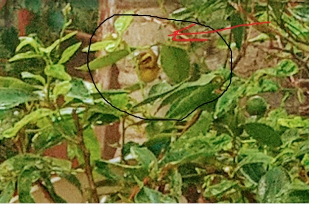 bird watching nature dra martha castro noriega tijuana mexico california usa