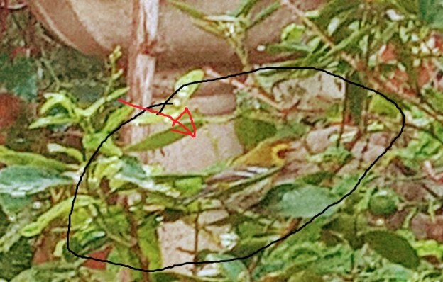 bird watching nature dra martha castro noriega tijuana mexico california usa