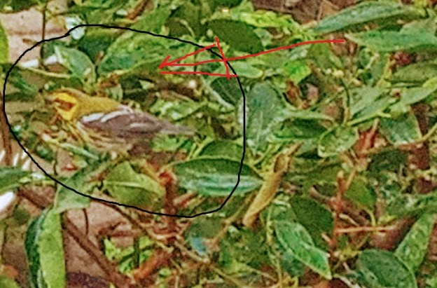 bird watching nature dra martha castro noriega tijuana mexico california usa