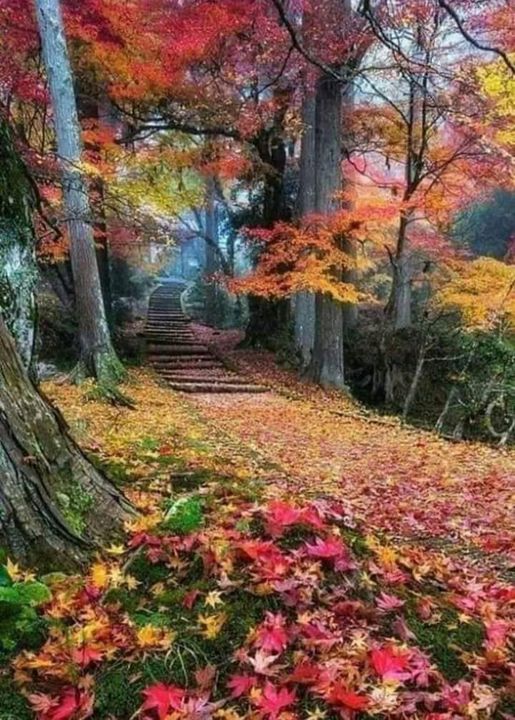 november motivation inspiration fall autumn quotes dra martha castro noriega tijuana mexico