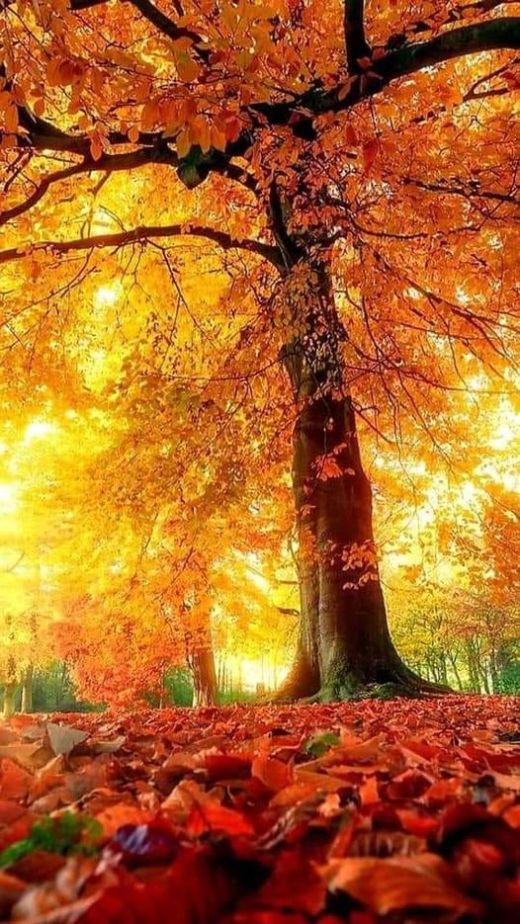 november motivation inspiration fall autumn quotes dra martha castro noriega tijuana mexico