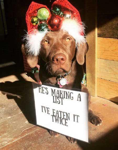 christmas nature holidays humor dogs pets funny dra martha castro noriega tijuana mexico california usa