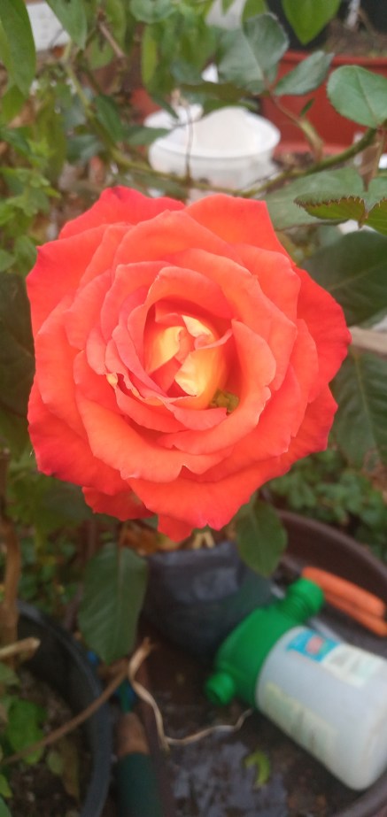 gardening roses nature inspiration motivation dra martha castro noriega tijuana mexico california usa
