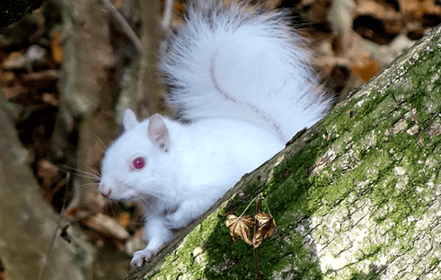 nature animals squirrels dra martha castro noriega tijuana mexico california usa