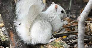 nature animals squirrels dra martha castro noriega tijuana mexico california usa