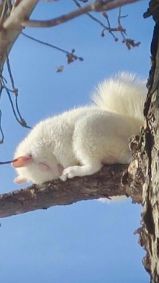 nature animals squirrels dra martha castro noriega tijuana mexico california usa