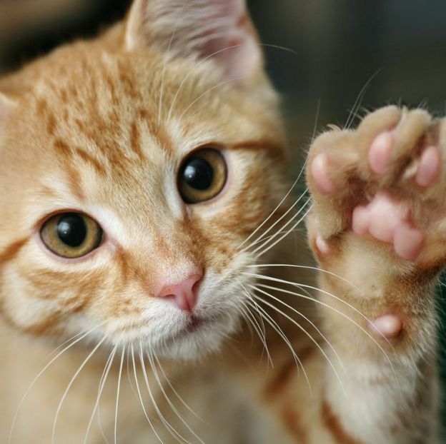 cats funny kitties pets animals inspiration humor dra martha castro noriega tijuana mexico