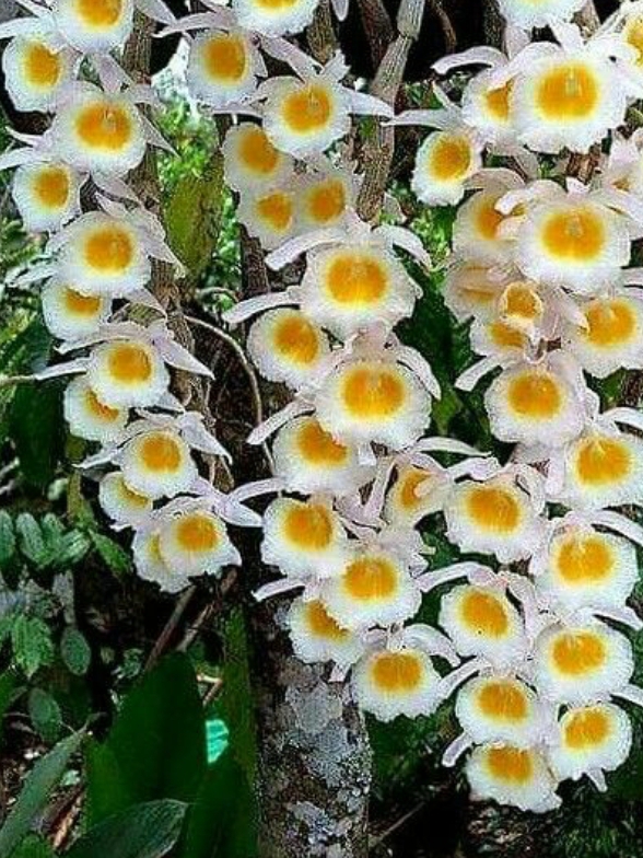 nature garden gardening backyard flowers dra martha castro noriega tijuana mexico california usa